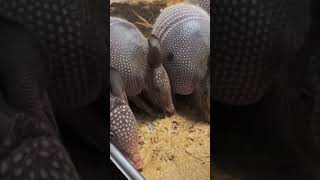 🔥 Живой танк, которого почти невозможно пробить