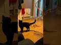 Try Not to Laugh — Ultimate Funny Cats Compilation  (Most Viral Cat Moments Ever!)