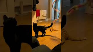 Try Not to Laugh — Ultimate Funny Cats Compilation  (Most Viral Cat Moments Ever!)