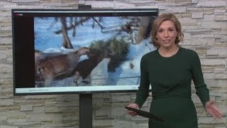 Recycle your Christmas tree by giving it to goats