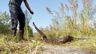 12 foot Florida Burmese Python SOLO Catch! Wealth