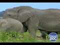 El mayor mamífero terrestre del planeta: la historia del Elefante Africano (DOCUMENTAL COMPLETO)