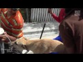 We Cried Watching Them Catch Dogs in Punta Cana - Hope For Dogs #StrayDogCity