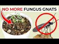 How to Get Rid of Fungus Gnats in Houseplants Potting Soil