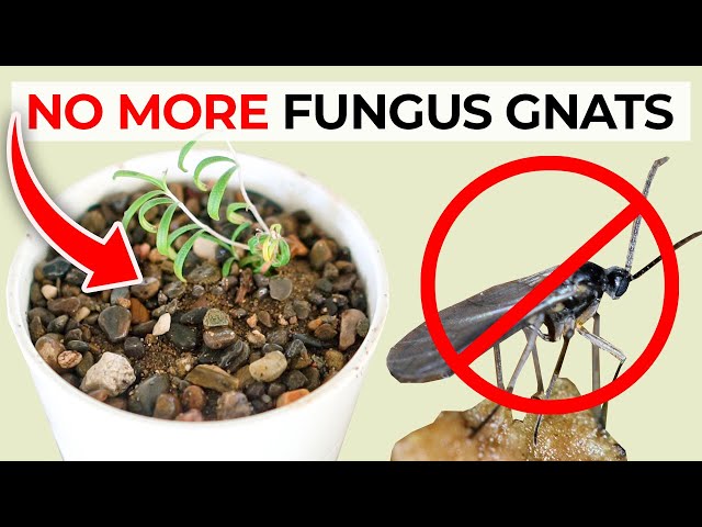 Getting Rid Of The Fungus Gnats Among Us - Good Earth Plants