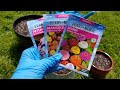 Planting Annual Flower Seeds in Containers | Marigolds, Petunias, and Zinnias