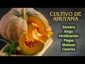 Cultivo de ahuyama (calabaza) en la región Caribe - NUEVA EDICIÓN