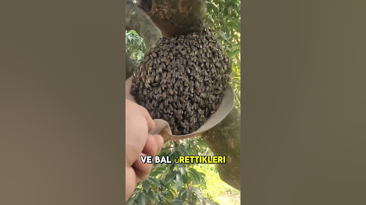 Neden Eşek Arılarından Nefret Ediyoruz? 🍯✅🐝