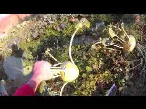 Video: Капуста пирогдорун кантип жасоого болот