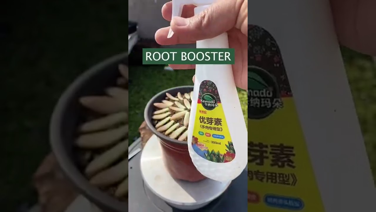 Propagate succulents | Succulent Garden #shorts - YouTube