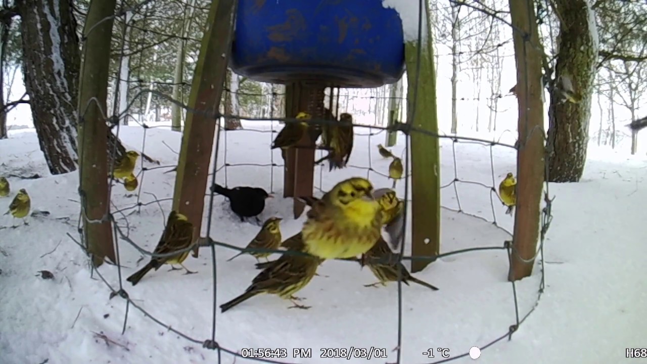 Pheasant Feeder In The Snow The Yellowhammer Edition Youtube