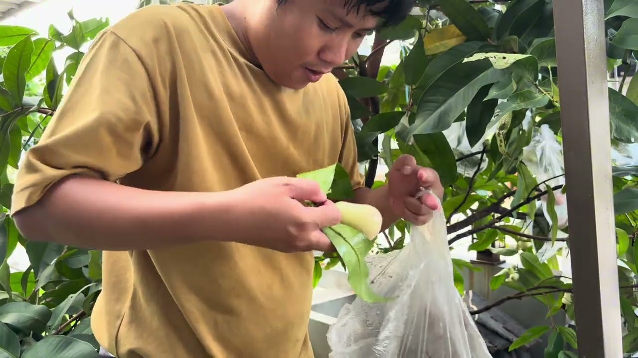 POHON JAMBU NYA PANEN LAGI