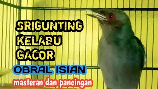 srigunting abu abu mata merah gacor bongkar isian bagus buat masteran burung lomba