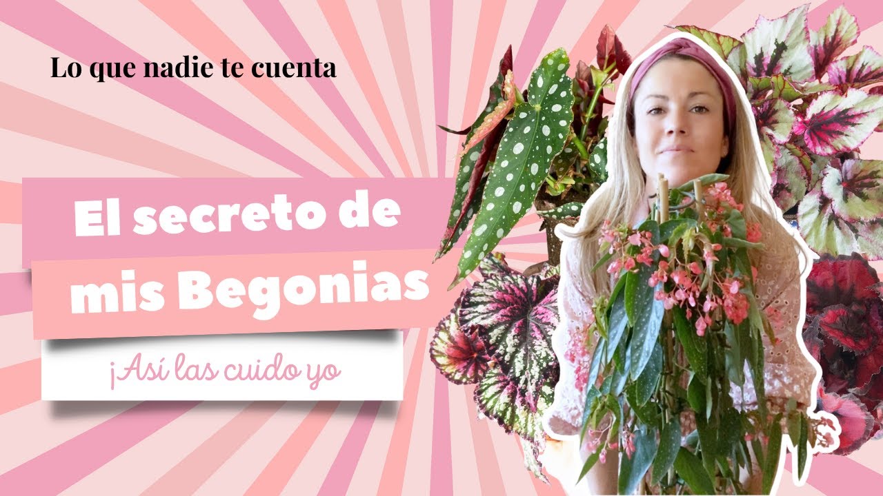 BEGONIAS!!!! Lo que NADIE te CUENTA