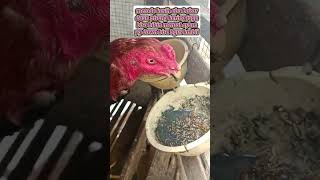 cara bikin mental ayam jadi agresip