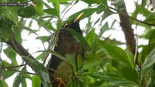 Rain and Indian Myna - Mynah in Rain - Birds in Rain - Mynah and Rain Sounds screenshot 3