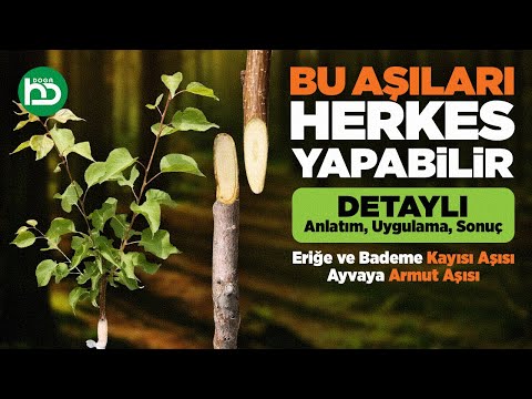 Video: Avokado aşılaya bilərsiniz: Avokado ağacını necə aşılamağı öyrənin