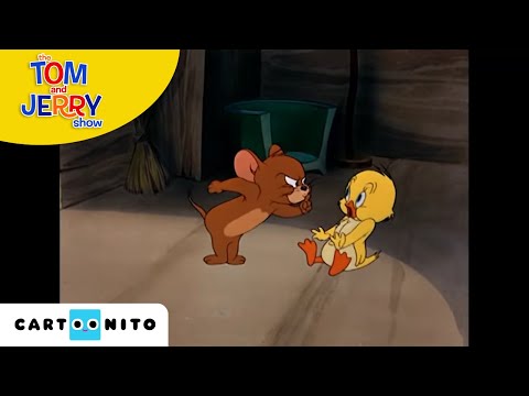Tom ve Jerry | Minik Ördek Yavrusu | Cartoonito Türkiye