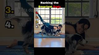 Ranking the Smartest Dogs
