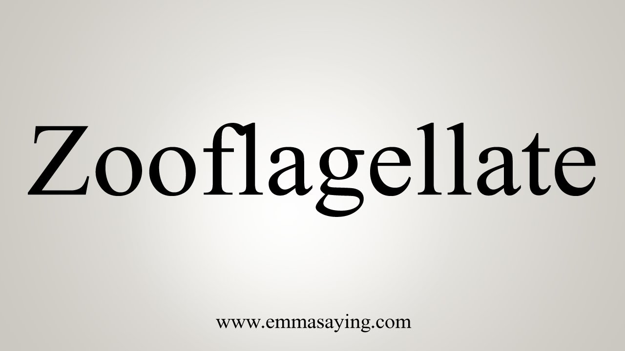 Zooflagellate zooflagellate
