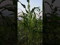 ربيع جازان 2018 مناظر تسر العين وتبهج النفس