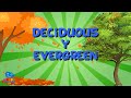 Understanding Deciduous and Evergreen Trees