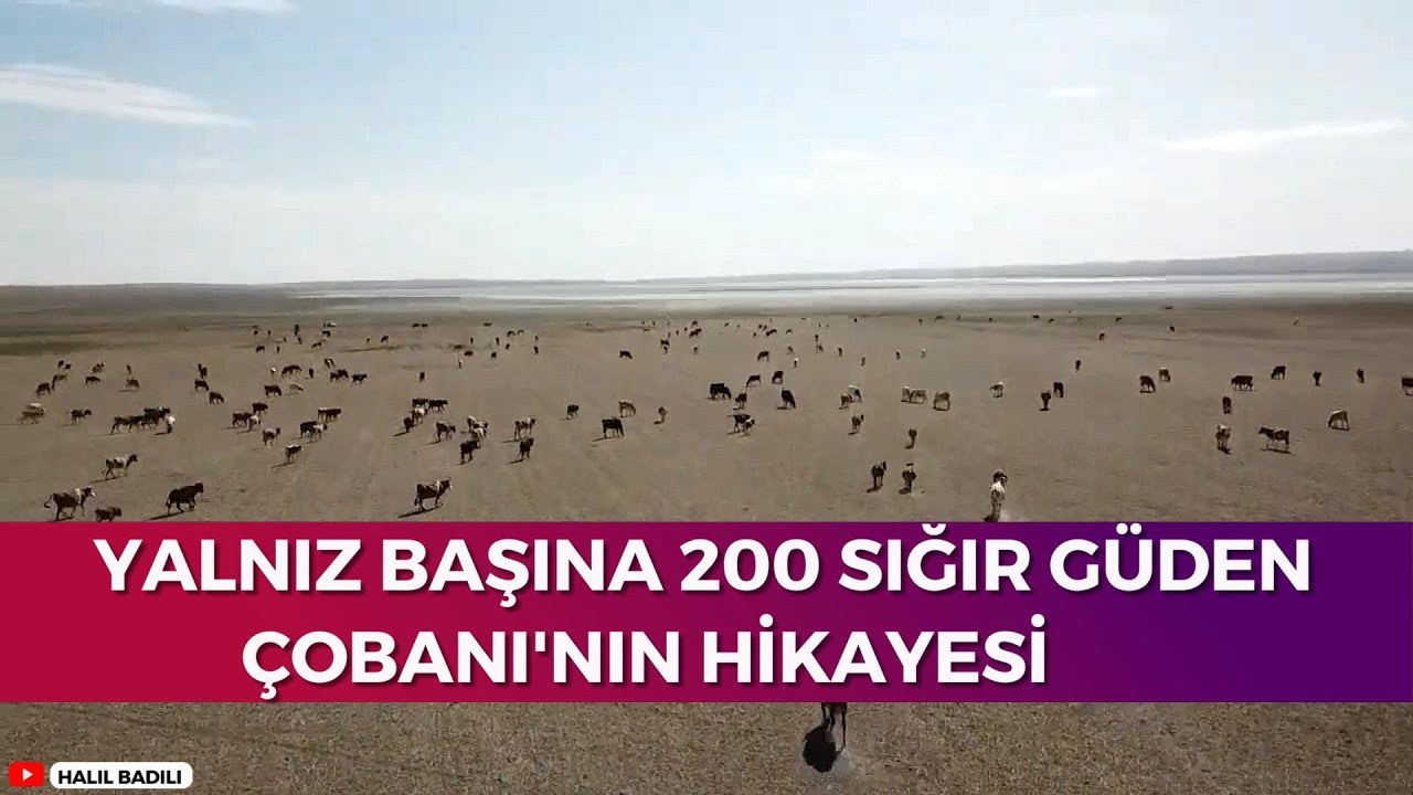 YALNIZ BAŞINA 200 SIĞIR GÜDEN ÇOBANI'NIN HİKAYESİ