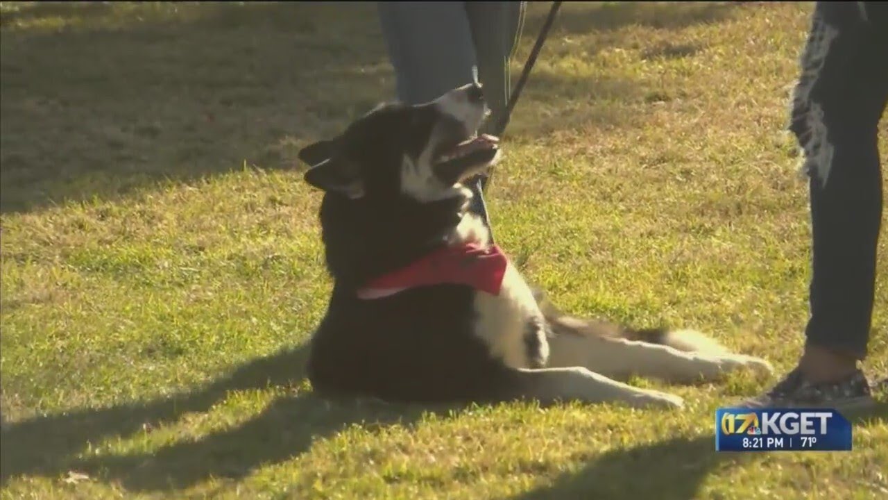 Mega Adoption Event takes place at the Park at River Walk - YouTube