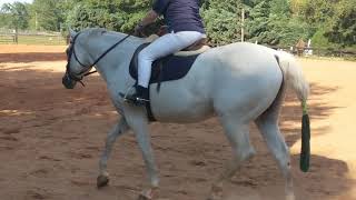 PATH Intl. Certification Riding Test