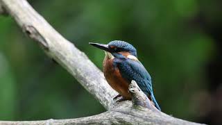 Chilling with the Kingfishers