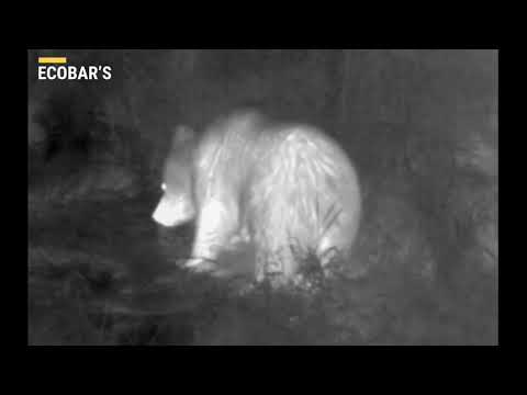 Охота на медведя видео 2023. Медведь в тепловизоре. Медведь фотоловушка ночь.