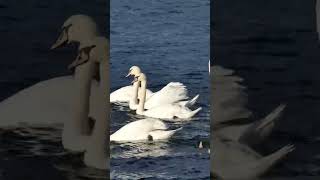 cute duck swimming video 2022 ## tairta batak