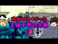 【ゆっくり解説】南極で見つかった正体不明の生物 6選