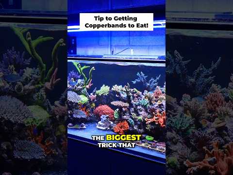 Tips to get YOUR Copperband Butterflyfish to EAT! 🍽️🐠 #fish