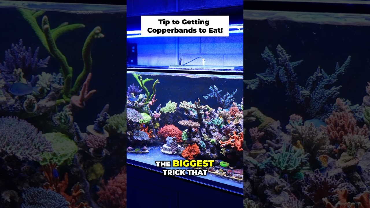 Tips to get YOUR Copperband Butterflyfish to EAT! 🍽️🐠 #fish