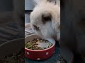volume up for rabbit eating asmr #asmr