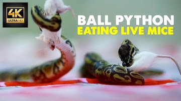 Ball Python Eating Live Mice I Animal Videos Hub