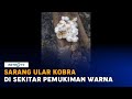 Sarang Ular Kobra Ditemukan di Sekitar Pemukiman Warga