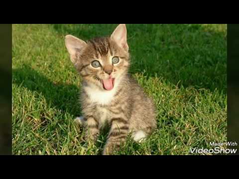 Video: 10 Tipů Pro šťastné A Zdravé Kotě