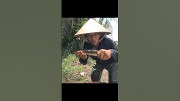 Thăm Lờ Dính Cá Lóc Đồng Mương Tràm Nước #shorts #bắtcálócđồng #cálócđồng