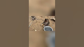 Đảo Khỉ Cần Giờ,khu du lịch sinh thái cần giờ #shorts #cầngiờ