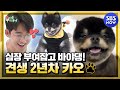 [미운 우리 새끼] '견생 2년차 카오! 심장 부여잡고 바야댕!' / 'My Little Old Boy' Special | SBS NOW