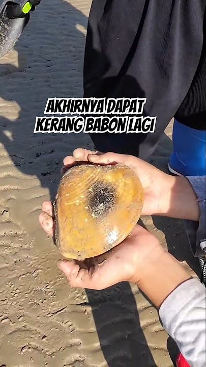 Kerang kapah BABON terciduk lagi‼️😍 #mamahnada #balikpapansudah #ngeshortsbareng
