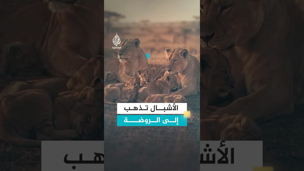 اللبؤات تذهب للعمل والأشبال تقضي نهارها في الروضة