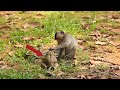 So funny monkeys catch big frog to play