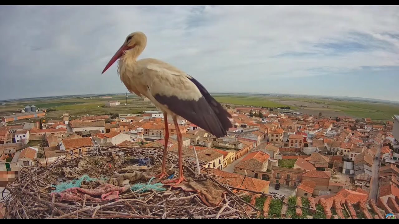 Madrigal/ES   ❤️Juan has arrived; he defended the nest all day. He’s together with Santamaria again.