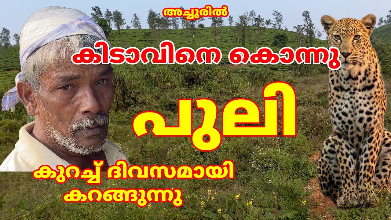 അച്ചൂരിൽ പുലി കിടാവിനെ കൊന്നു  , കുറച്ച് ദിവസമായി കറങ്ങുന്നു  