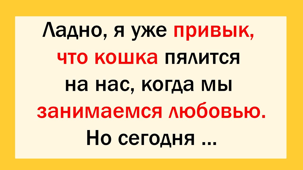 Ладно, я уж привык, что кошка пялится, когда мы занимаемся...Сборник ...