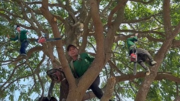 Cưa  cây  sao siêu  nhánh  trên  nóc  nhà  . Máy  cưa  G4200 .Cưa  cây  kỷ  thuật  cao