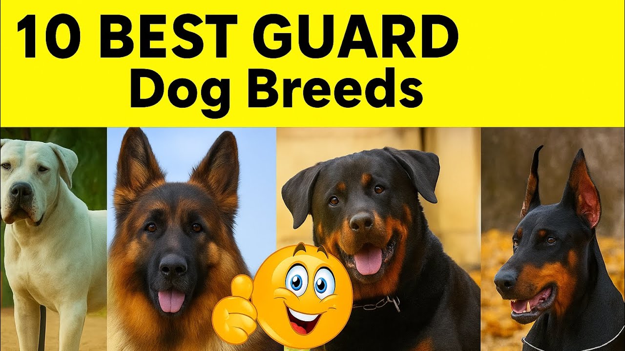 "Top 10 Best Guard Dog Breeds in the World 🐶 | Most Powerful Protection Dogs 2025"